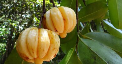 What Are The Benefits Of Garcinia Cambogia?